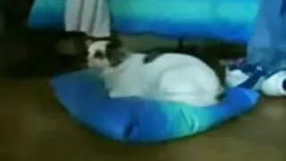Бөгж шивэгчин дээр хөлөөрөө өрсөлдөгчийнхөө шодойг masturbates